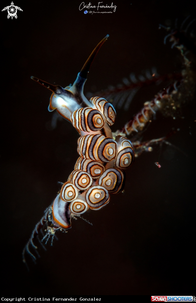 A Nudibranch