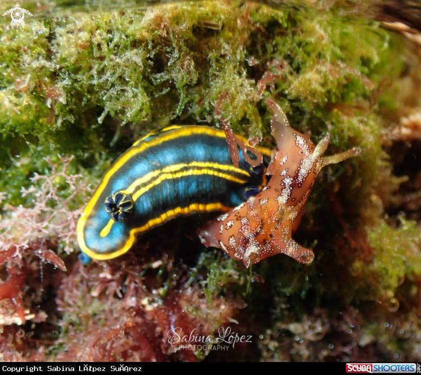 A Felimare bilineata and Aplysia punctata 