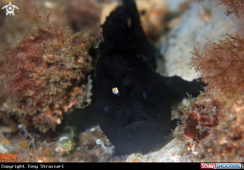 A Striated Anglerfish