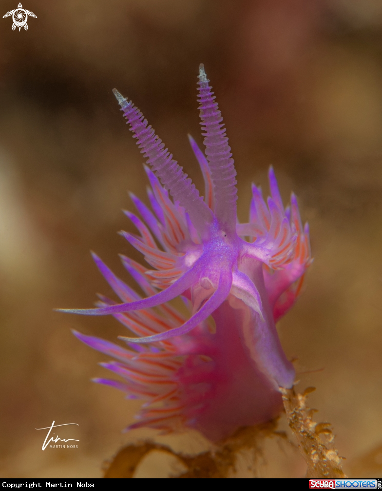 A Flabellina affinis