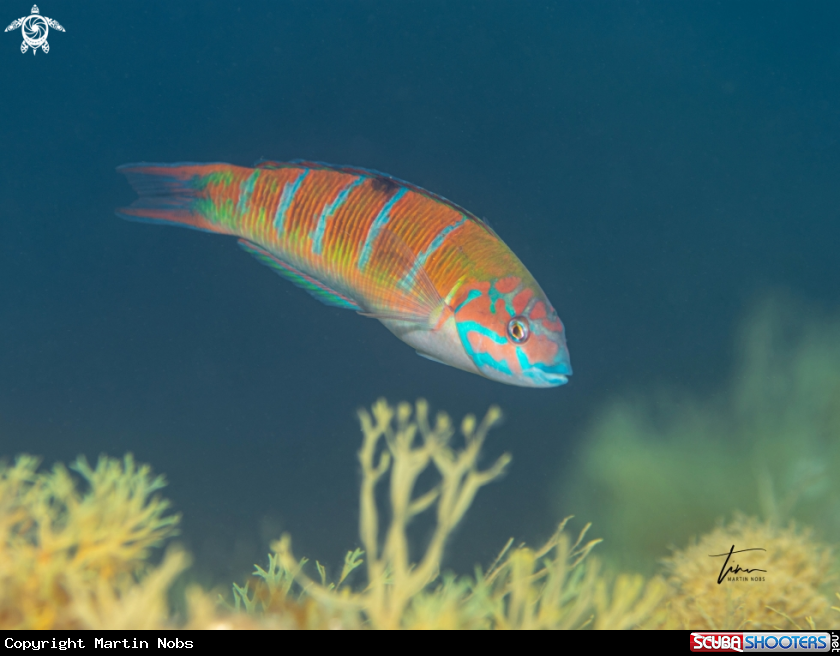 A Mediterranean Rainbow Wrasse