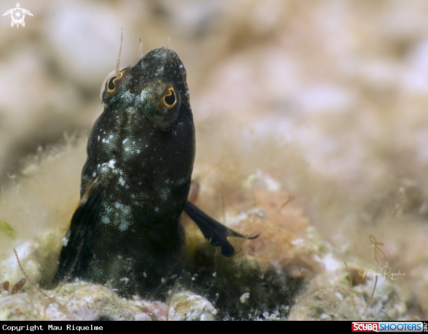 A Sailfin Blenny