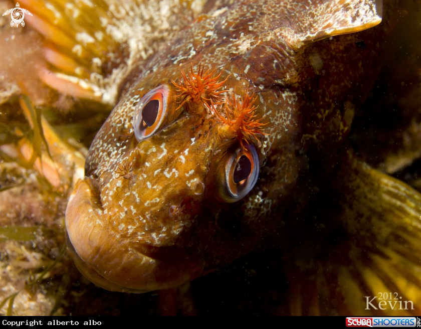 A underwater creature