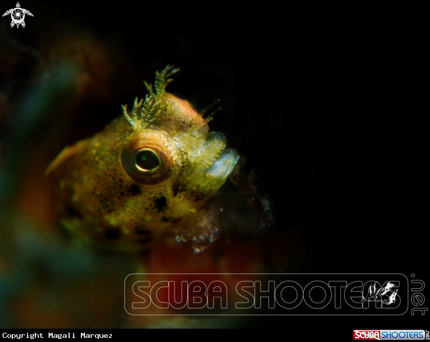 A Roughhead Blenny 