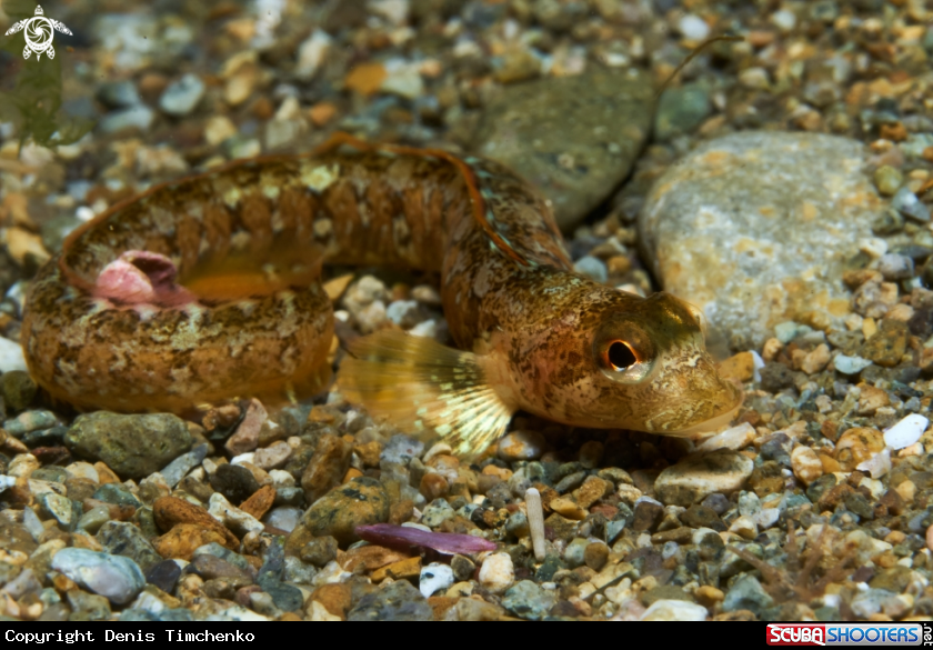 A FISH