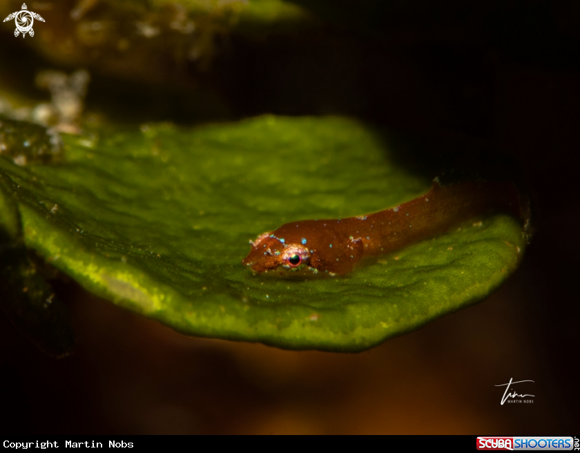 A Incognito Clingfish