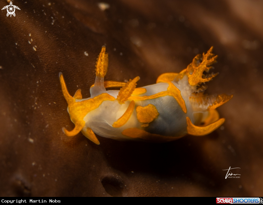 A Trapania maculata