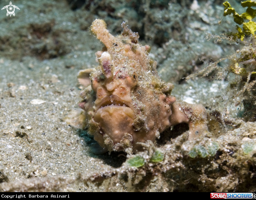 A underwater creature