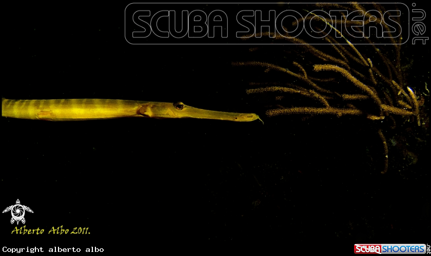 A underwater creature