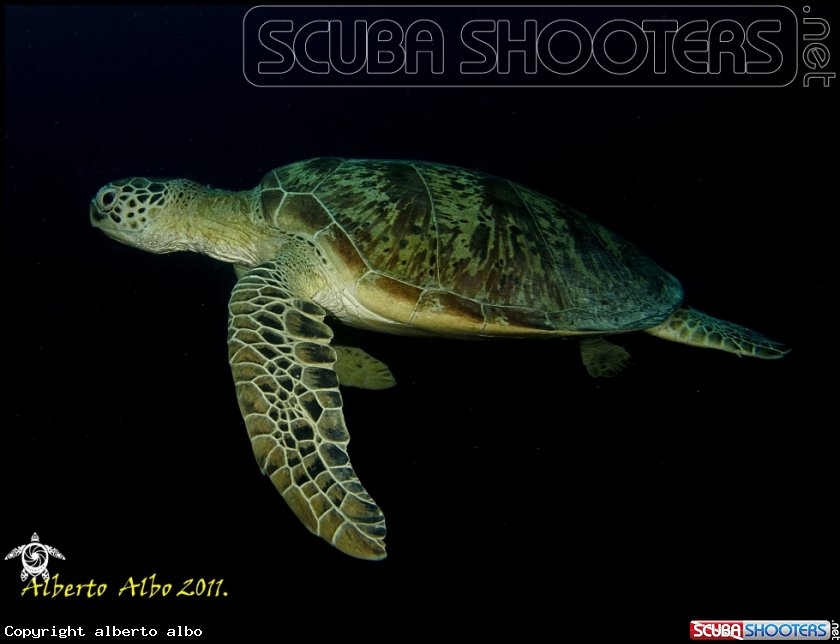 A underwater creature