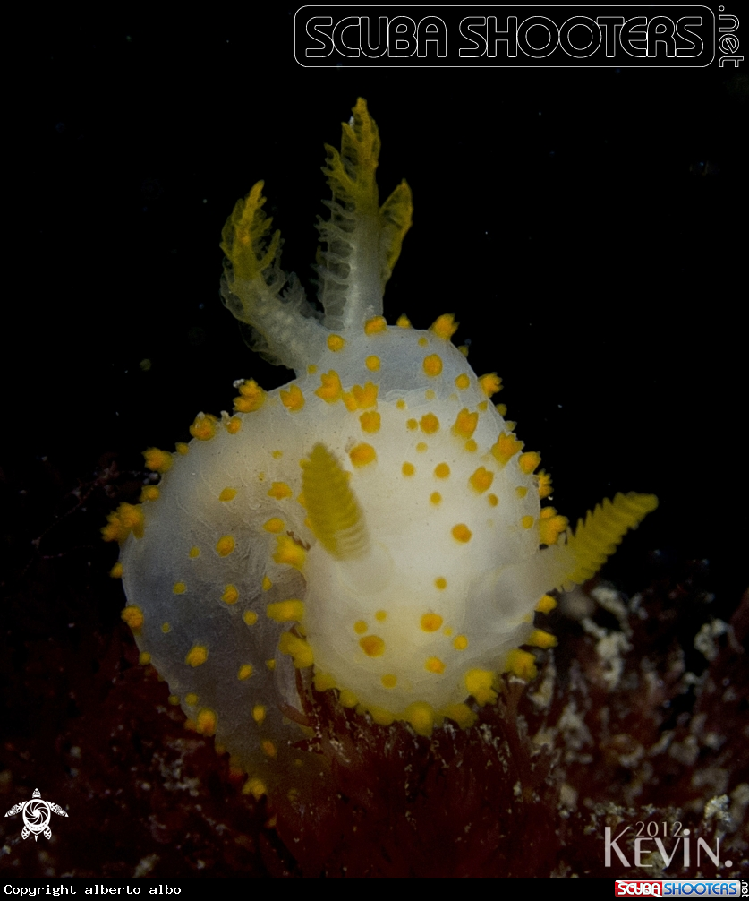 A underwater creature