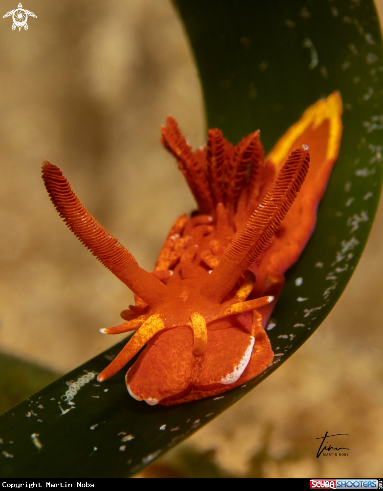 A Okenia elegans