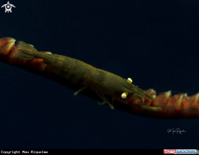 A Wire Coral Shrimp