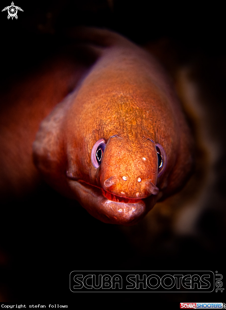 A Pale Chin Moray Eel