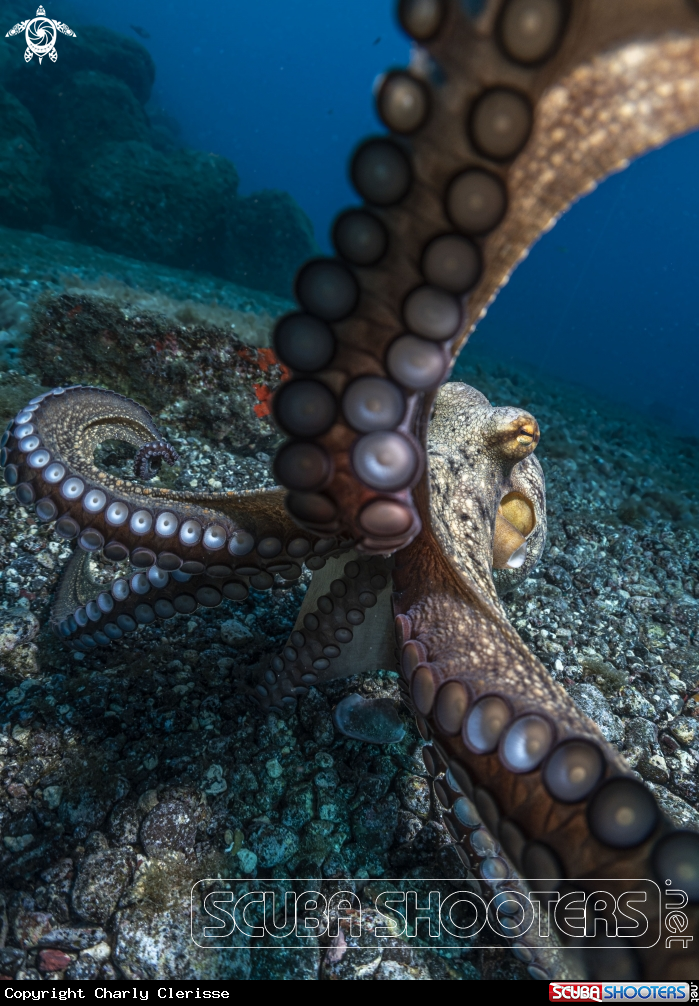 A Common Octopus
