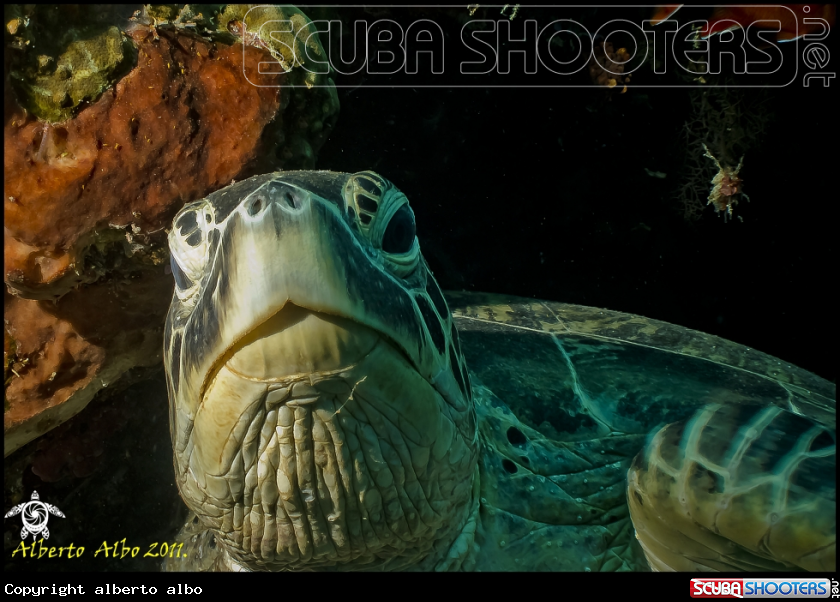 A underwater creature