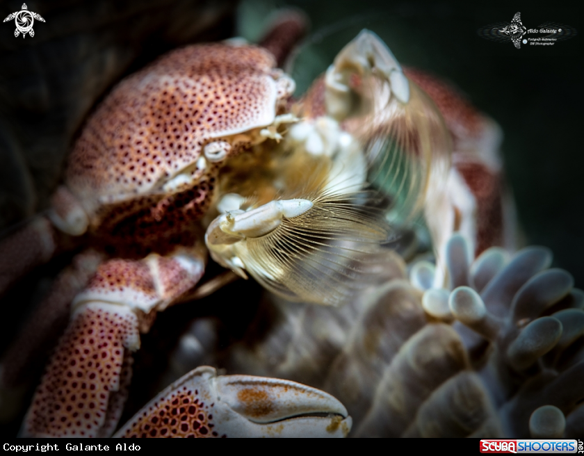 A Porcelain Crab