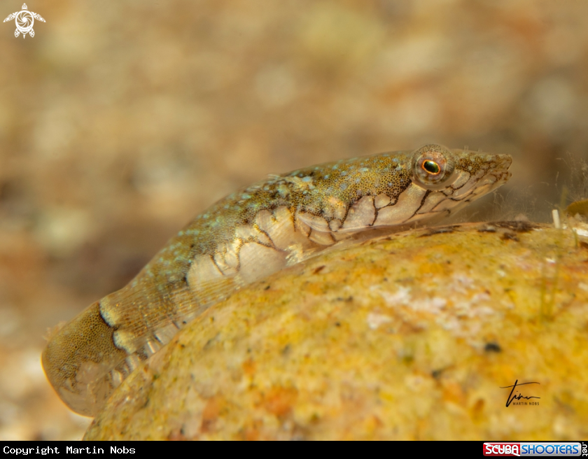 A Clingfish