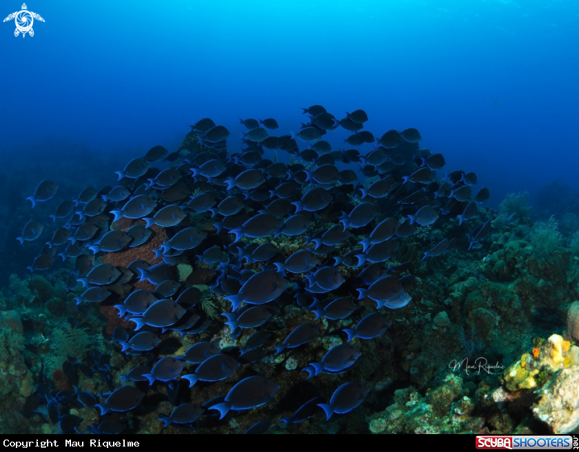 A Blue Tang