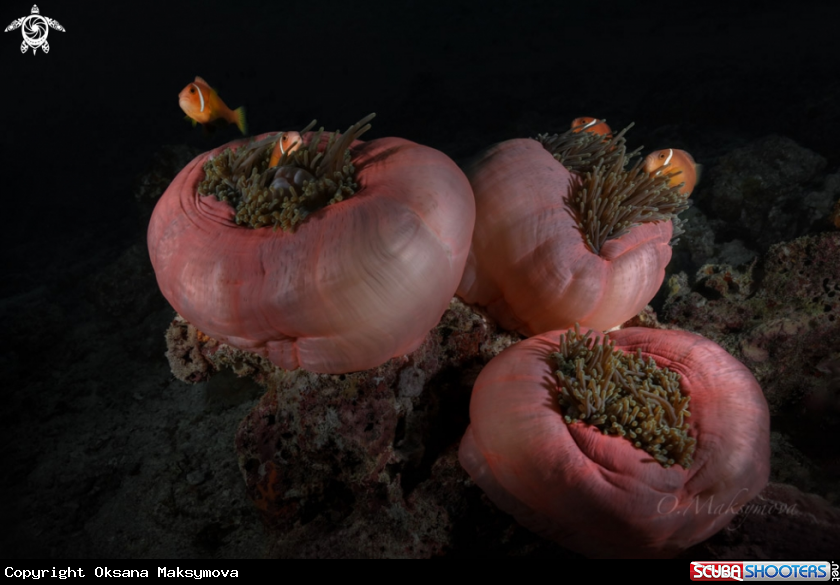 A Anemone fishes (Amphiprion nigripes) symbiotic mutualisms with sea anemones (Heteractis magnifica)