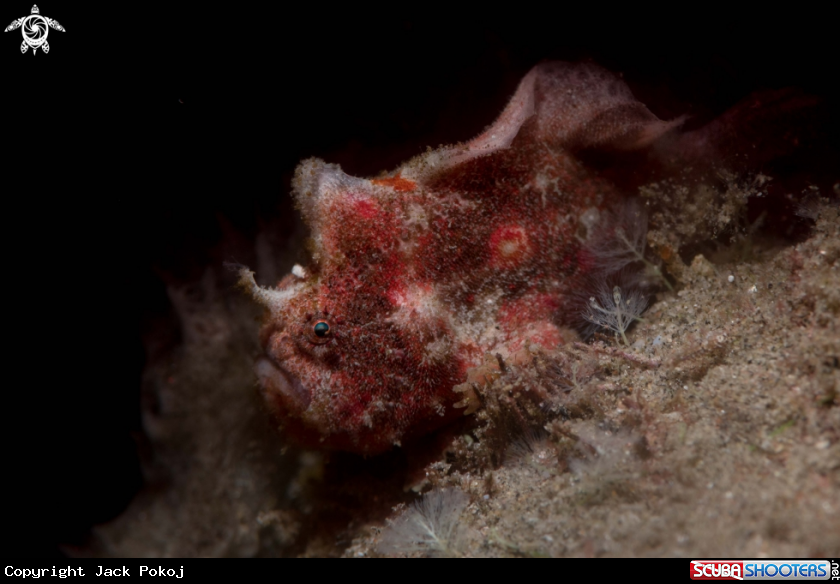 A Nudiantennarius subteres