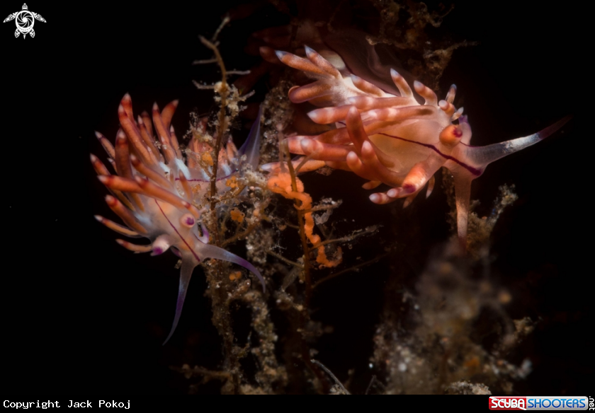 A Flabellina  sp