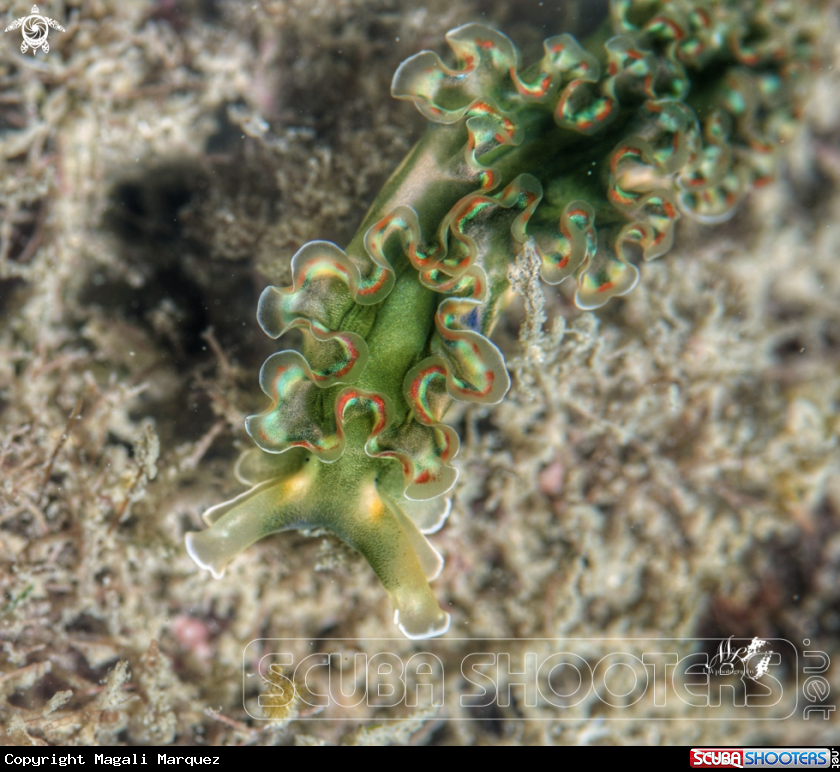 A Lettuce sea slug 