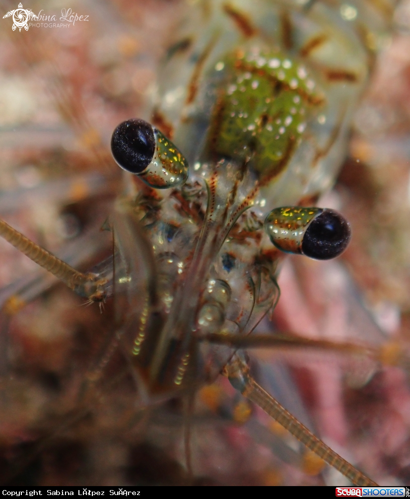 A Palaemon elegans 