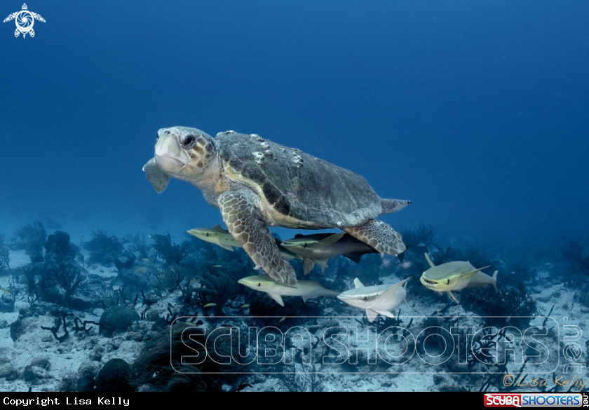 A Loggerhead Turtle