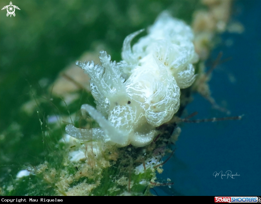 A Noumeaella kristenseni