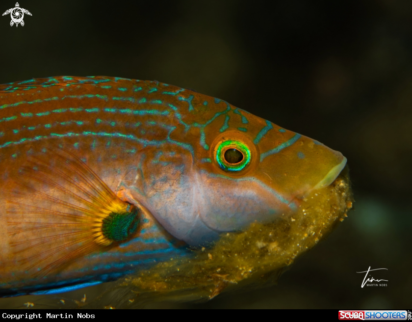 A Mediterranean Lipfish