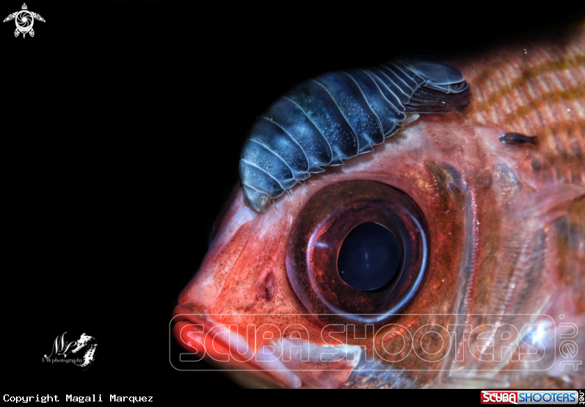A Squirrelfish with Parasite 