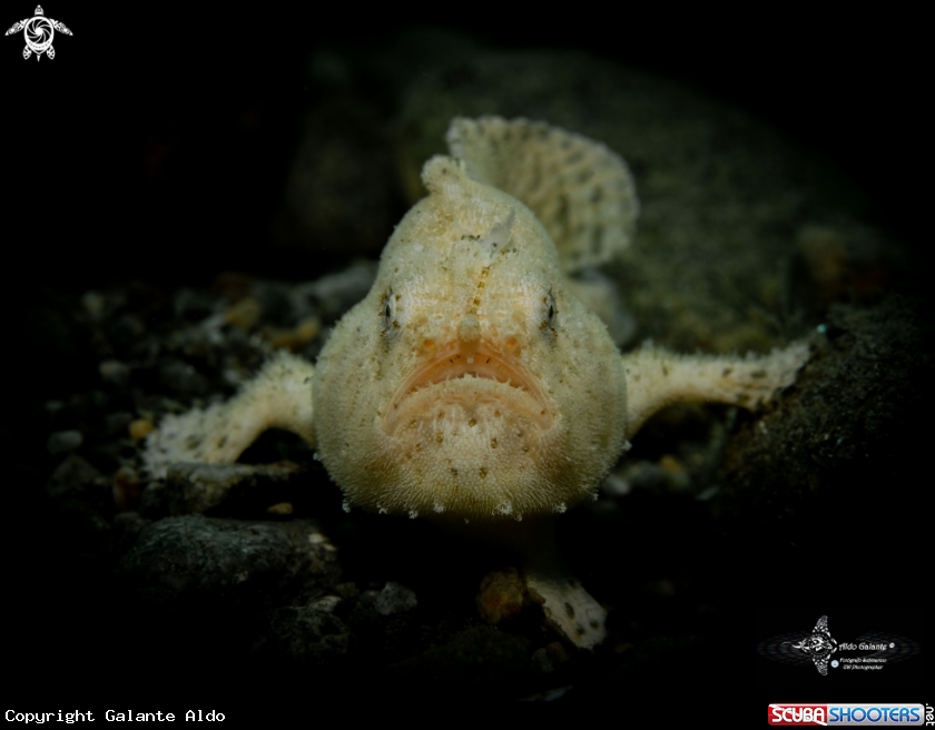 A Frogfish