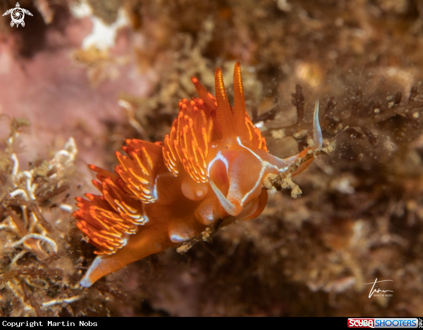 A Dondice banyulensis