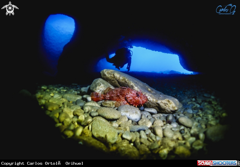 A Scorpionfish