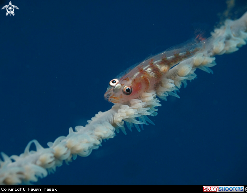 A Goby