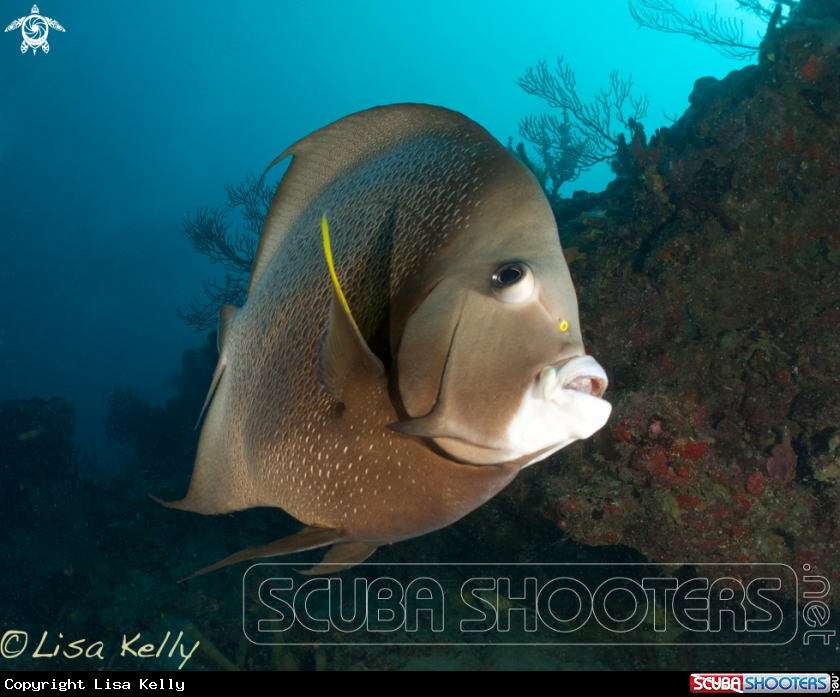 A Queen Angelfish