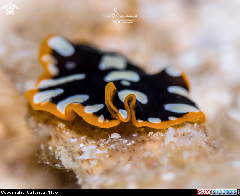 A Flatworm