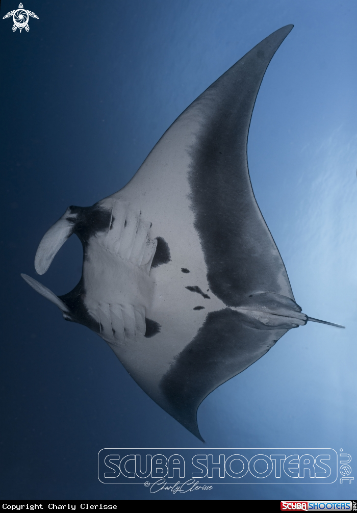A Oceanic Manta
