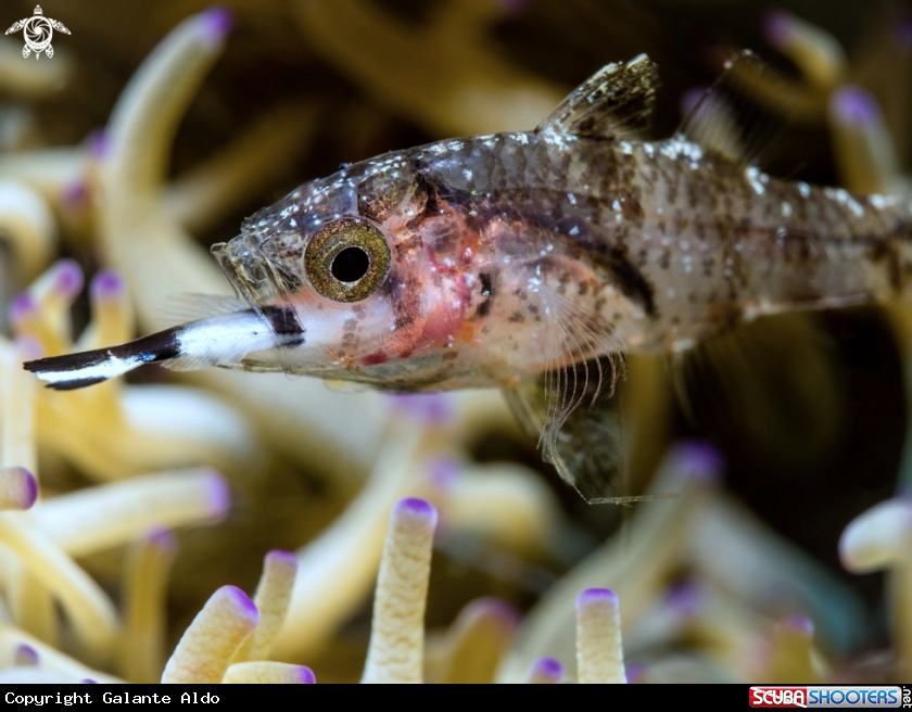 A Cardinal Fish Eating Clownfish