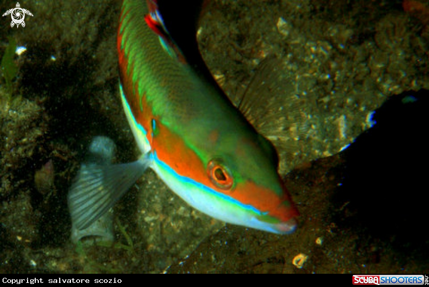 A underwater creature