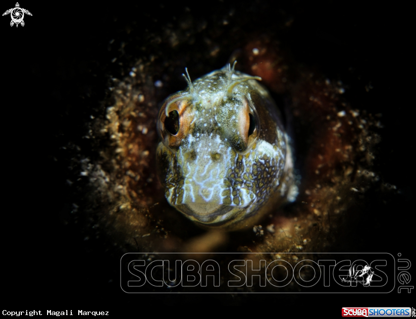 A Seaweed blenny