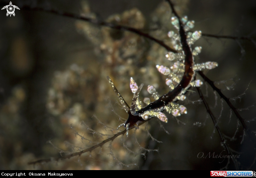 A Eubranchus sp. 