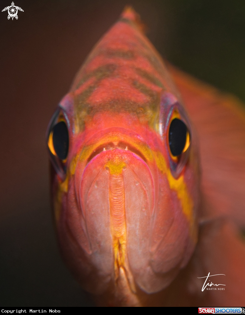 A Swallowtail Perch
