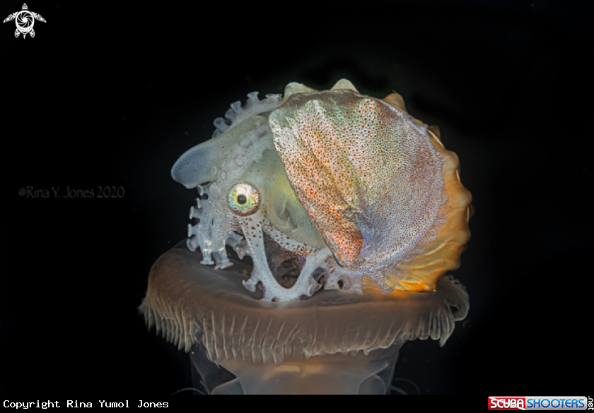 A Paper Nautilus