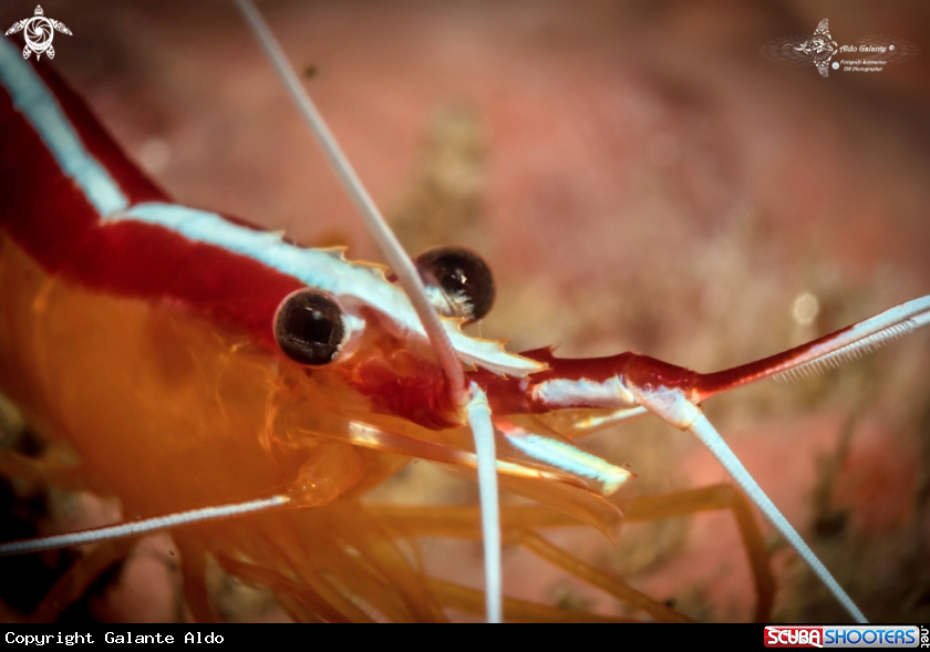 A Shrimp