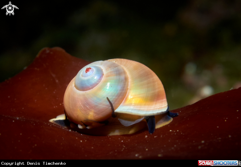 A MOLLUSC