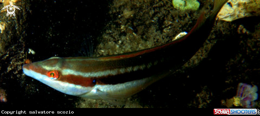 A underwater creature