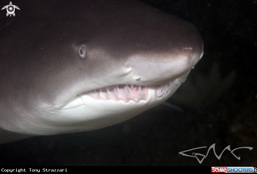 A Grey Nurse Shark (Sand Tiger US)