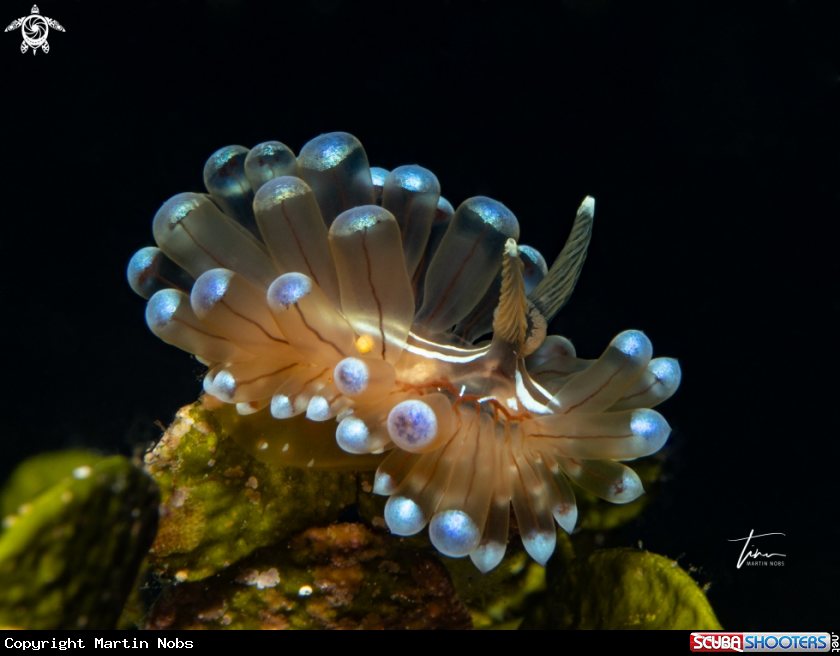 A Antiopella cristata